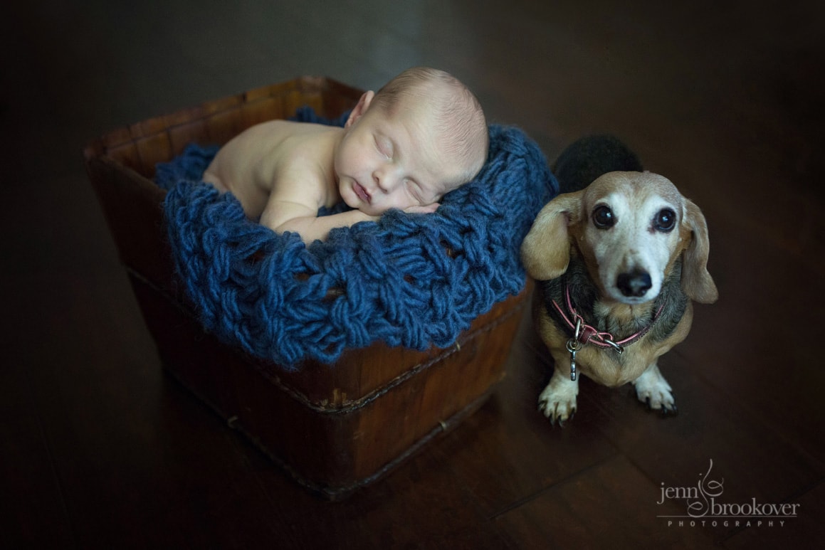 newborn in bucket on blue with puppy during photo session