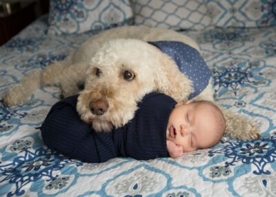 A dog laying next to a baby on a bed.